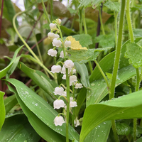 Convallaria majalis